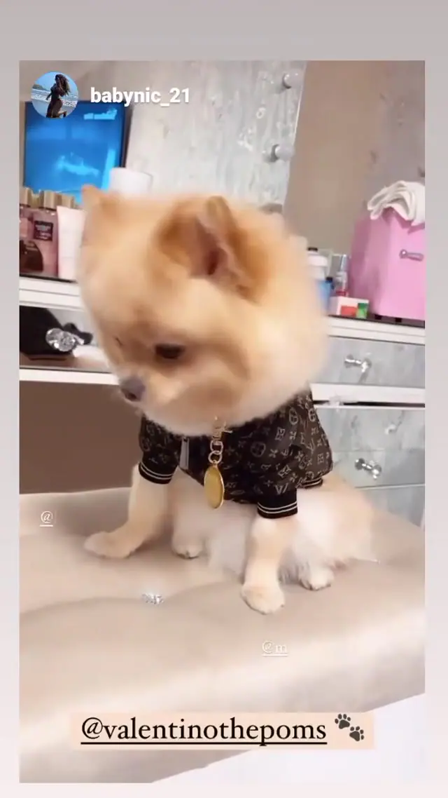 Pomeranian tag