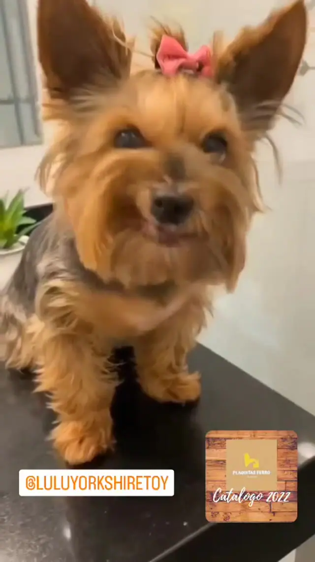 Yorkie tag